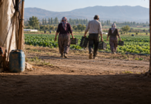 Mevsimlik tarım işçiliği: Göç, yoksulluk ve güvencesizlik